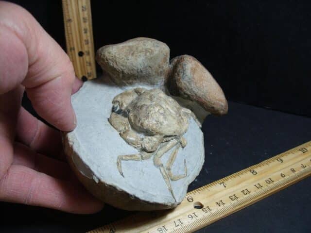 99% PERFECT Fossil Crab in Stone Nodule (012423r) - Image 4