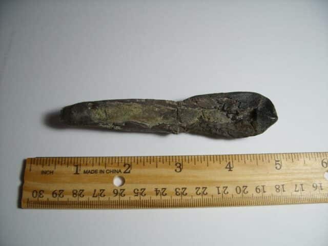 Camarasaurus Dinosaur Tooth (012823c) - Image 4