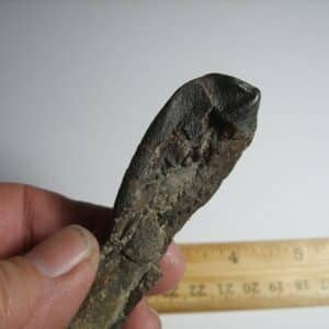 Camarasaurus Dinosaur Tooth (012823c)