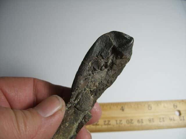 Camarasaurus Dinosaur Tooth (012823c)