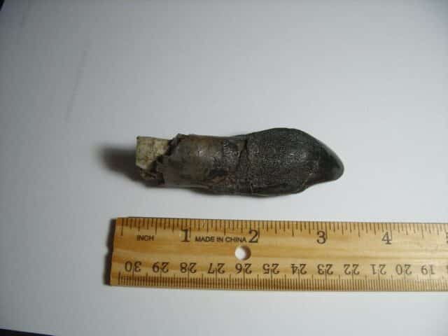 Camarasaurus Dinosaur Tooth (012823d) - Image 5