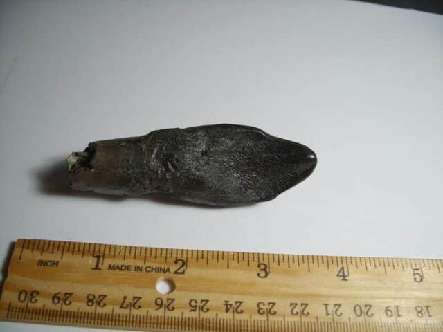 Camarasaurus Dinosaur Tooth (012823d) - Image 4