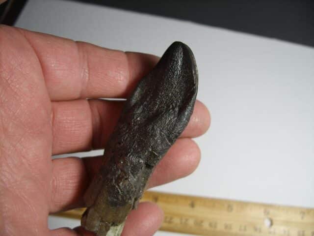 Camarasaurus Dinosaur Tooth (012823d) - Image 3