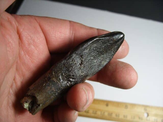 Camarasaurus Dinosaur Tooth (012823d)