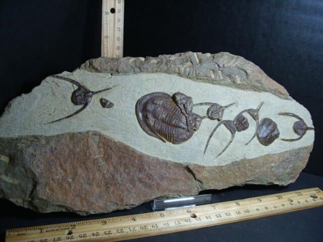 Fossilized Ampyx Trilobites – Arthropod (012823e) - Image 3