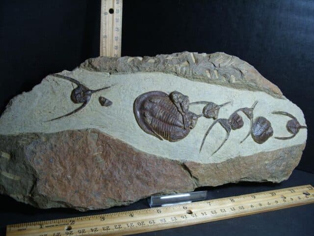 Fossilized Ampyx Trilobites – Arthropod (012823e) - Image 2
