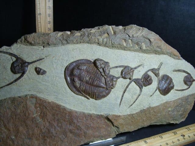 Fossilized Ampyx Trilobites – Arthropod (012823e)