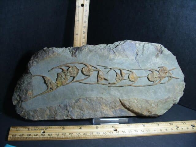 Fossilized Ampyx Trilobites – Arthropod (012823f)