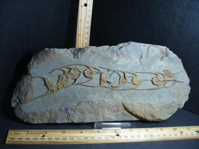 Fossilized Ampyx Trilobites – Arthropod (012823f) - Image 2