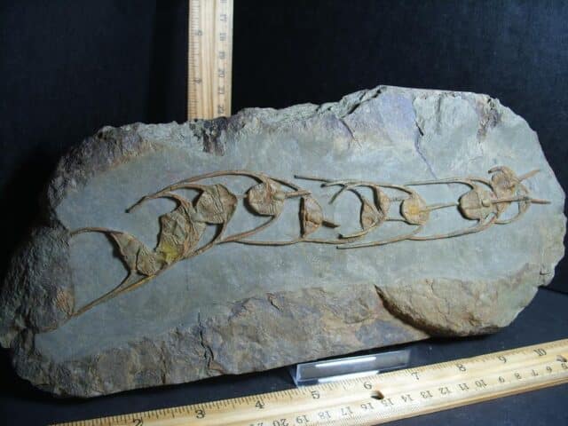 Fossilized Ampyx Trilobites – Arthropod (012823f) - Image 3