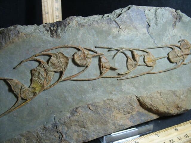 Fossilized Ampyx Trilobites – Arthropod (012823f) - Image 4