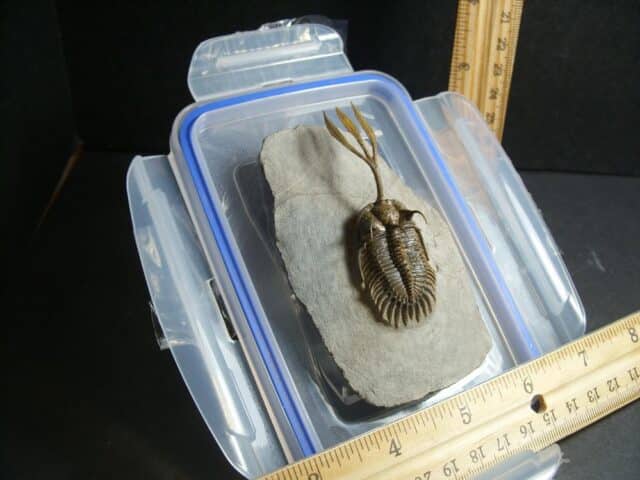 Rare Fossilized Trident Trilobite – Arthropod (012823h)....ON HOLD for ROB K 04/08/23 - Image 2