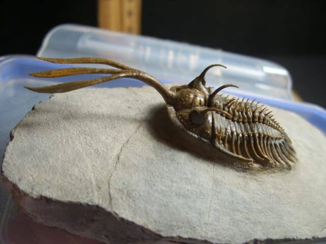 Rare Fossilized Trident Trilobite – Arthropod (012823h)....ON HOLD for ROB K 04/08/23