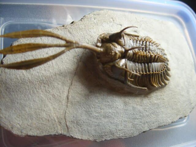 Rare Fossilized Trident Trilobite – Arthropod (012823h)....ON HOLD for ROB K 04/08/23 - Image 3