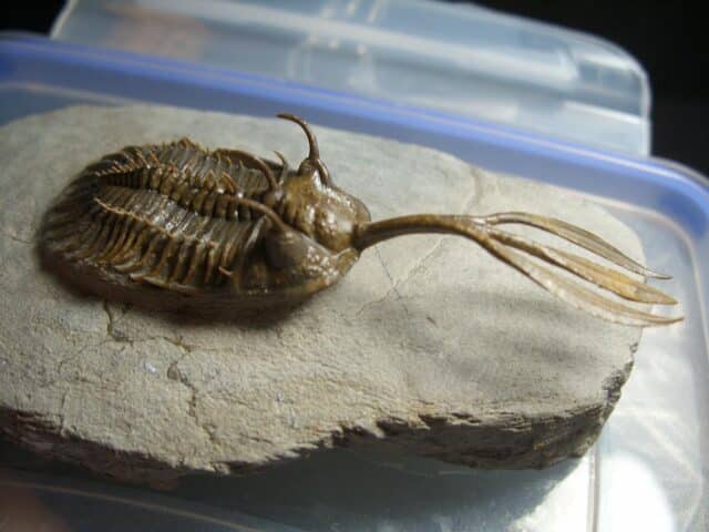 Rare Fossilized Trident Trilobite – Arthropod (012823h)....ON HOLD for ROB K 04/08/23 - Image 4