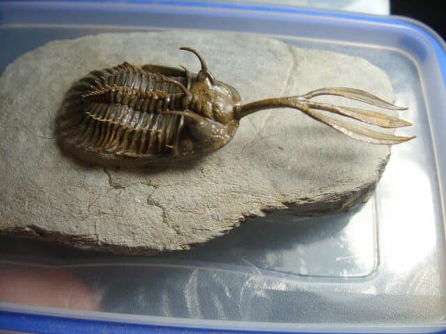 Rare Fossilized Trident Trilobite – Arthropod (012823h)....ON HOLD for ROB K 04/08/23 - Image 5
