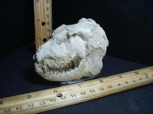 Fossil Oreodont Skull  (012823j)