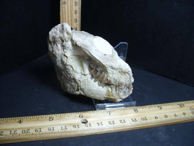 Fossil Oreodont Skull  (012823j) - Image 2