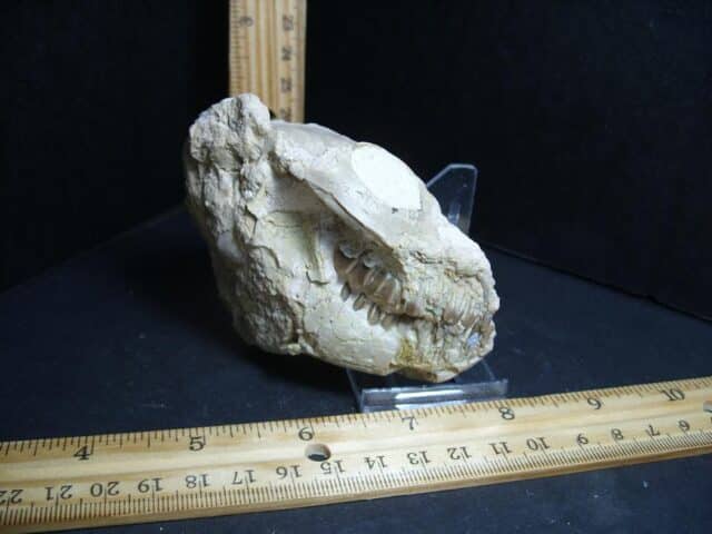 Fossil Oreodont Skull  (012823j) - Image 3