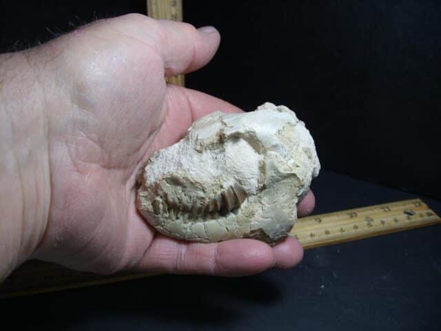 Fossil Oreodont Skull  (012823j) - Image 4