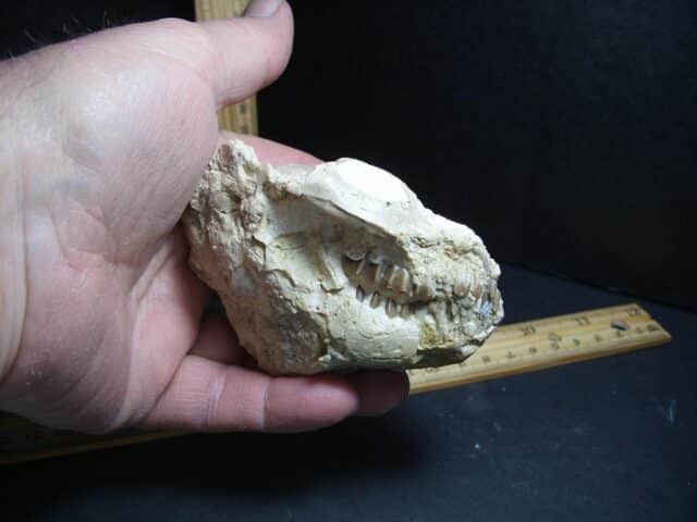 Fossil Oreodont Skull  (012823j) - Image 5