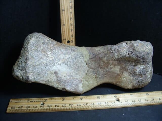 Large Edmontosaurus  Dinosaur Metatarsal (012823rs) - Image 4