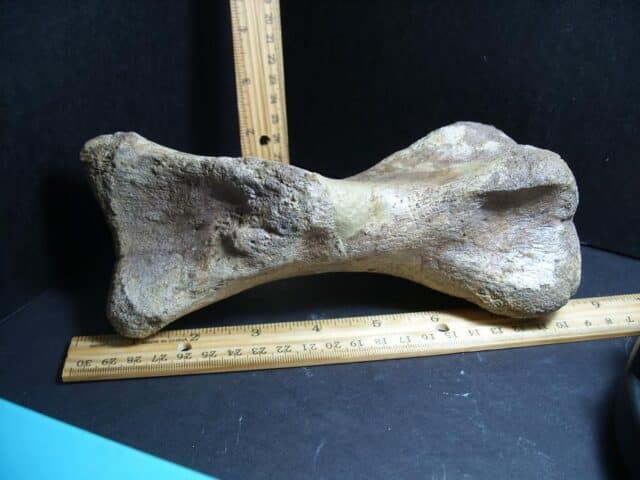 Large Edmontosaurus  Dinosaur Metatarsal (012823rs)