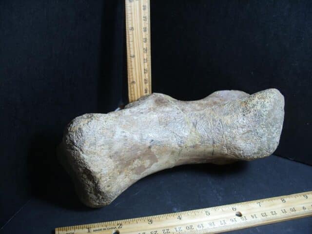 Large Edmontosaurus  Dinosaur Metatarsal (012823rs) - Image 3