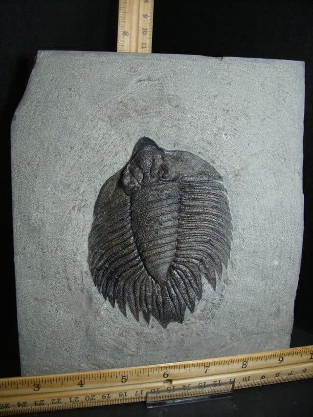 Arctinurus boltoni Trilobite (012823v)