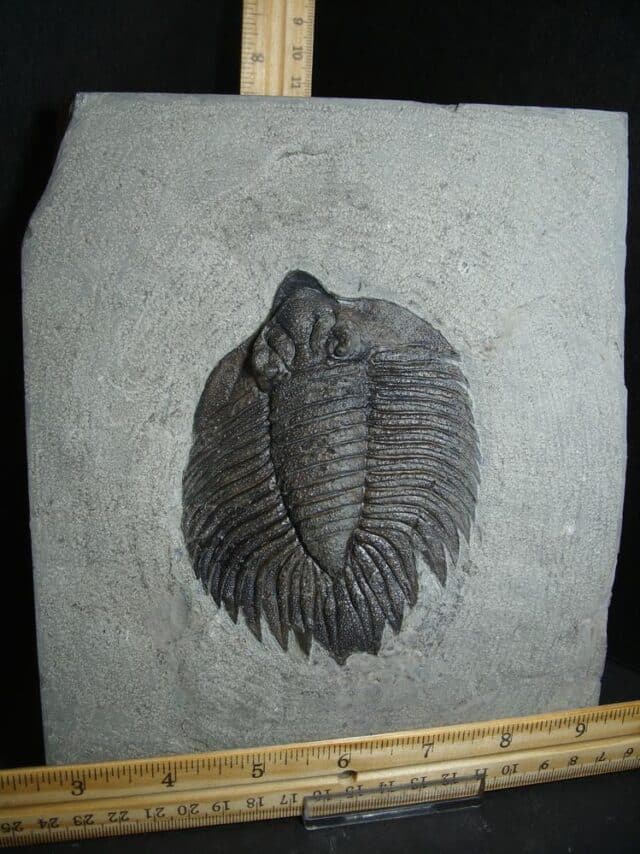 Arctinurus boltoni Trilobite (012823v) - Image 2