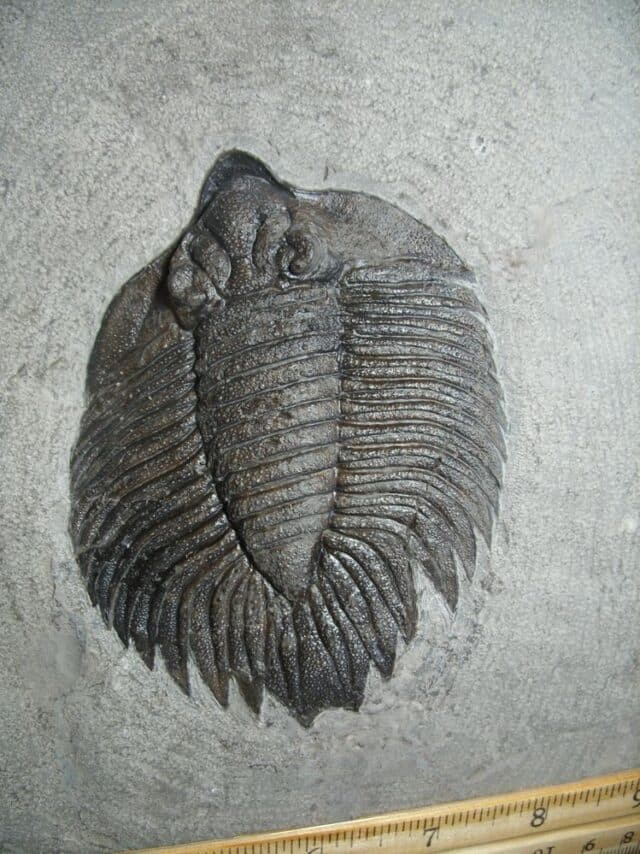 Arctinurus boltoni Trilobite (012823v) - Image 3