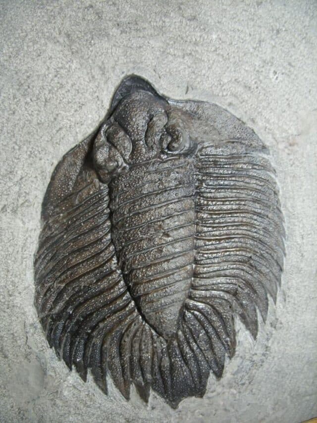 Arctinurus boltoni Trilobite (012823v) - Image 4