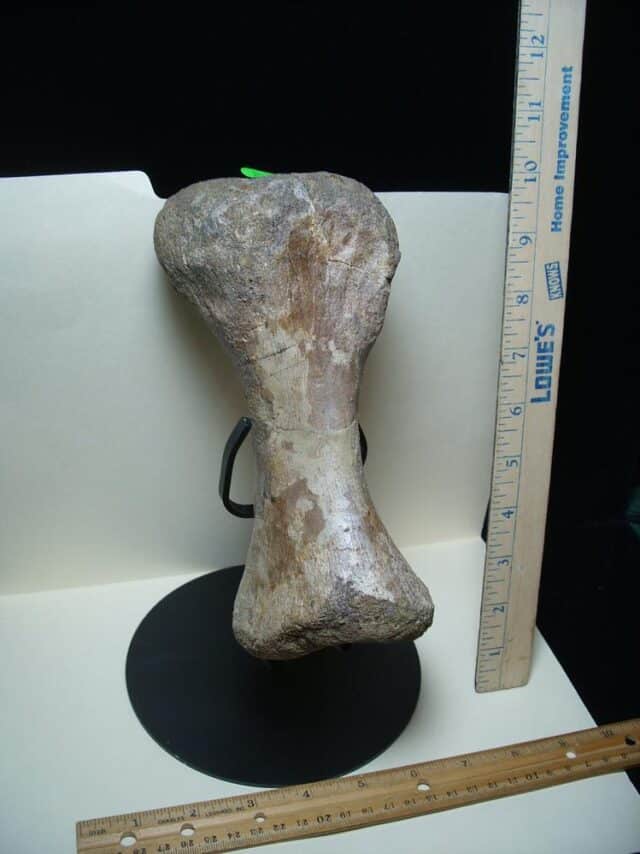 Large Edmontosaurus  Dinosaur Metatarsal (012823rs) - Image 5