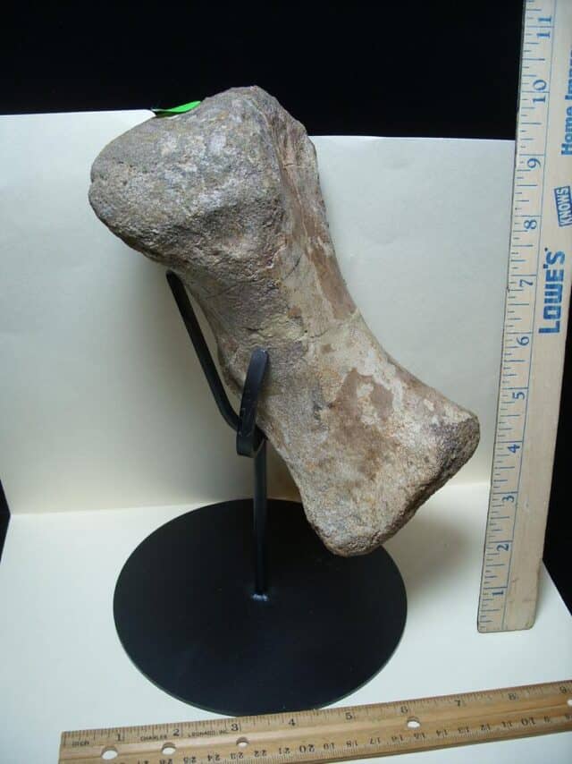 Large Edmontosaurus  Dinosaur Metatarsal (012823rs) - Image 6