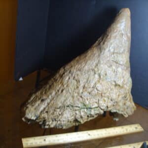 Triceratops Nose Horn (013125f)