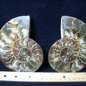 Sliced & Polished Ammonite  (021425a)