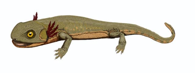 Amphibian Discosauriscus Skeleton (027123a) - Image 3