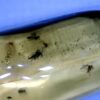 Dominican Amber Specimen with Mosquitos (022323f)