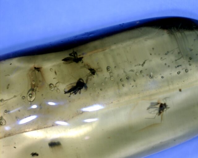 Dominican Amber Specimen with Mosquitos (022323f)