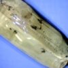 Dominican Amber Specimen with Mosquitos (022323f) - Image 2