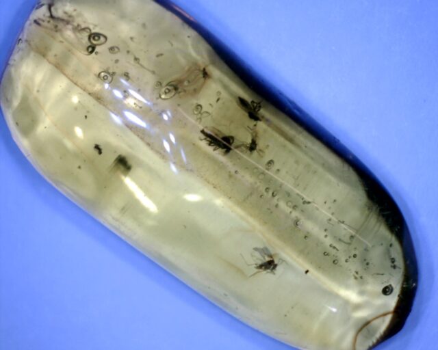 Dominican Amber Specimen with Mosquitos (022323f) - Image 2