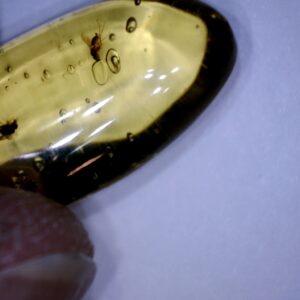 Dominican Amber Specimen with Wasp & Fly (022323g)
