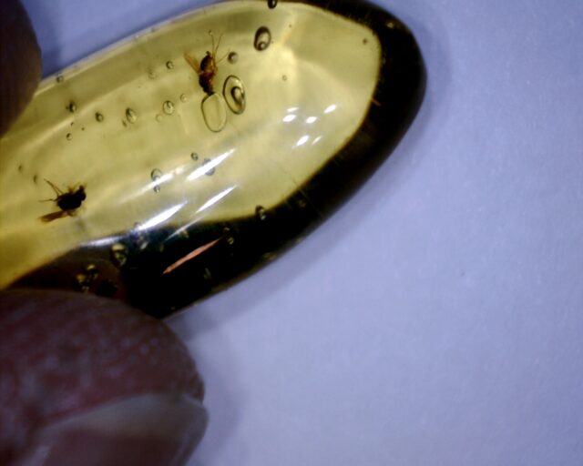 Dominican Amber Specimen with Wasp & Fly (022323g)