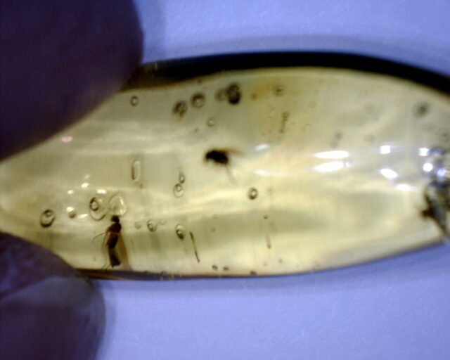 Dominican Amber Specimen with Wasp & Fly (022323g) - Image 2