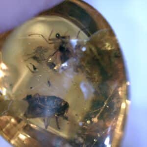 Dominican Amber Specimen with Wasp & Fly (022323h)....."ON HOLD "