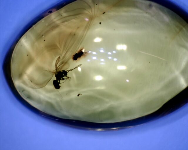 Dominican Amber Specimen with Wasp & Fly (022323j)