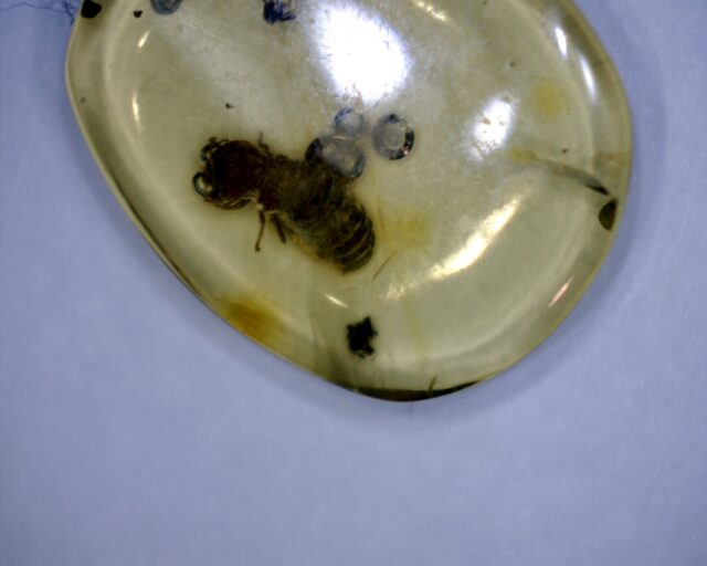 Dominican Amber Specimen with Worker Termite (022323k) - Image 2