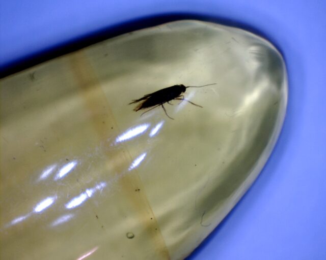 Dominican Amber Specimen with Moth (022423c) - Image 2