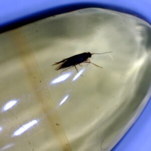 Dominican Amber Specimen with Moth (022423c)