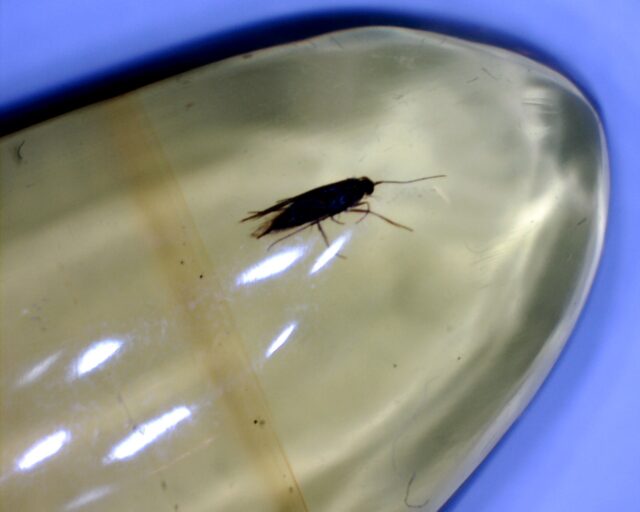 Dominican Amber Specimen with Moth (022423c)